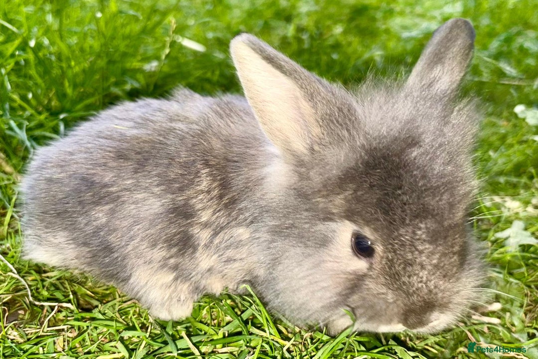 Lionhead rabbits for sale: 4 lionheads available  - Image 4
