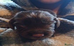 Cocker Spaniel dogs for sale: Cocker Spaniels - Image 5