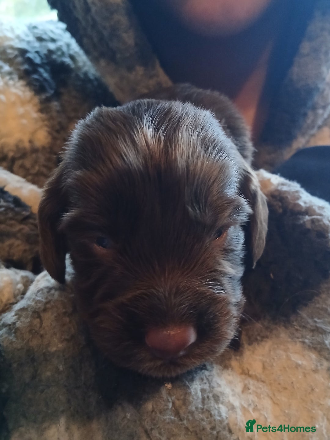 Cocker Spaniel dogs for sale: Cocker Spaniels - Image 5