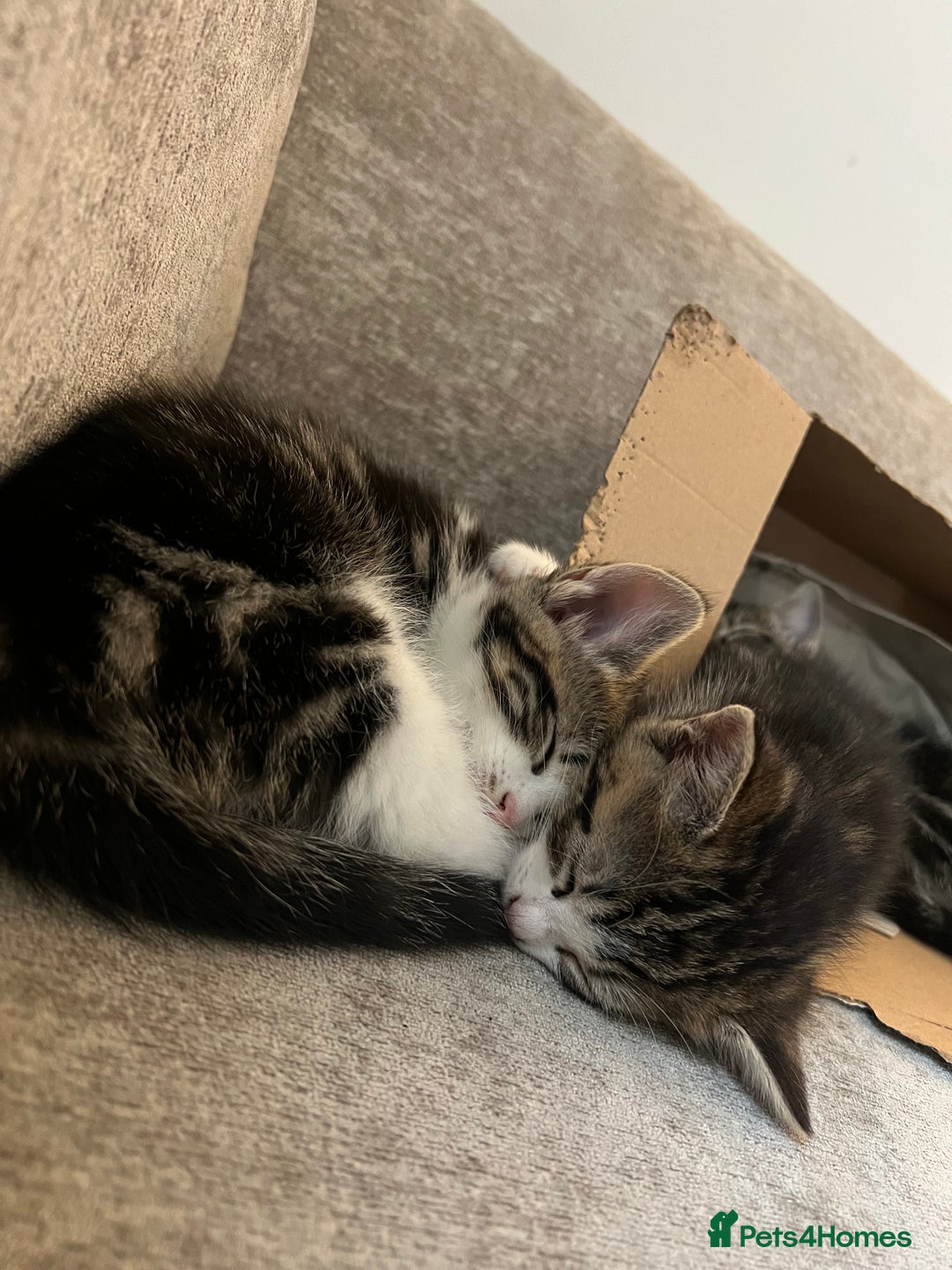 Domestic Shorthair cats for sale: Domestic short hair tabby kittens   - Advert 9