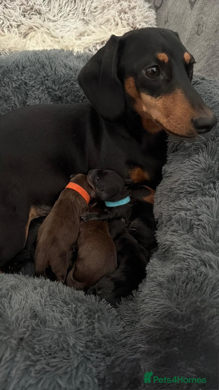 Miniature Dachshund dogs Miniature Dachshund Puppies-Ready to reserve - Advert 1