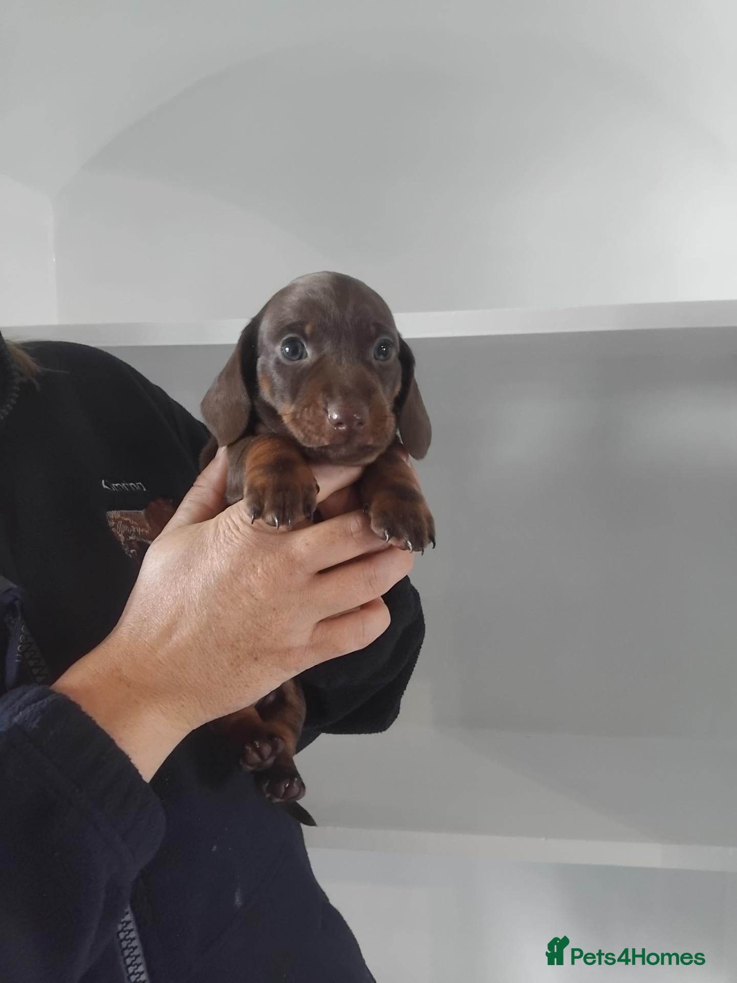 Miniature Dachshund dogs Kc registered chocolate and tan boy  - Advert 2