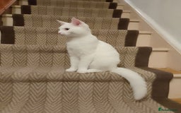Turkish Angora cats for sale: Rosi  - Image 4