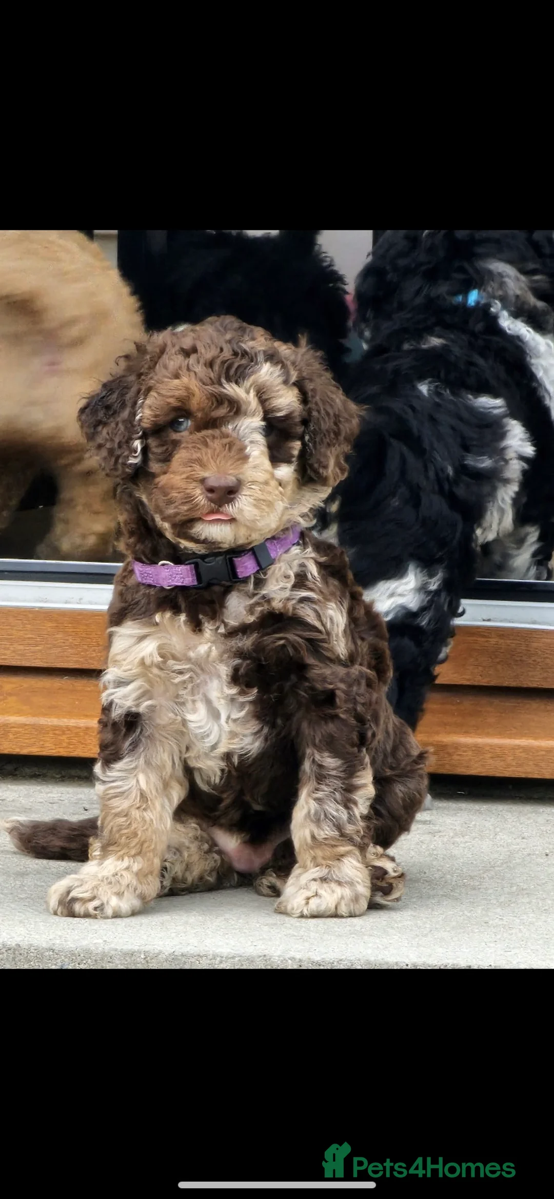 Miniature Poodle dogs for stud: Miniature poodle blue merle for stud in Bradford - Advert 39