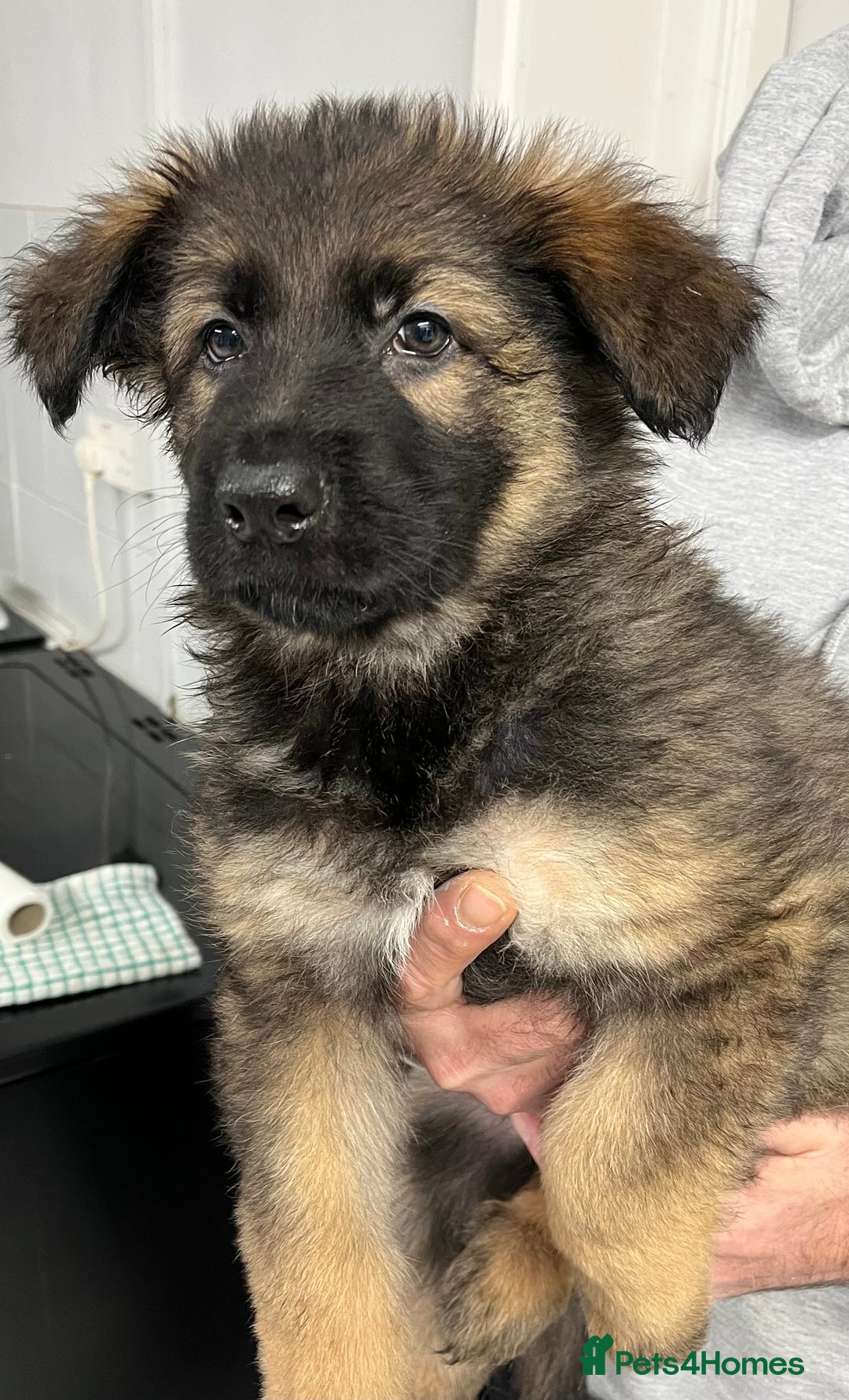 German Shepherd dogs for sale: Gorgeous pure German Shepherd Puppies  - Advert 8