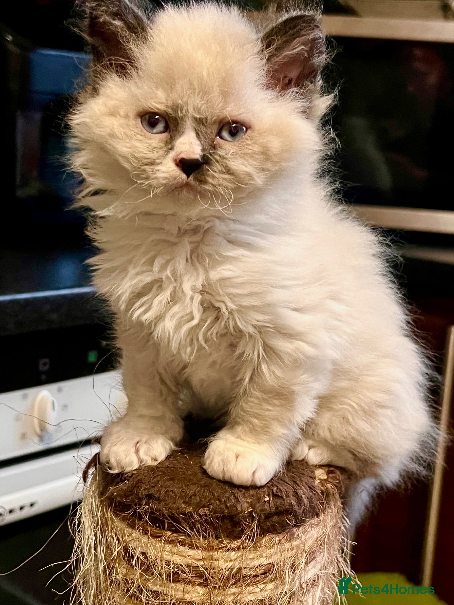 Selkirk Rex cats Beautiful Selkirk rex kitten  - Advert 1