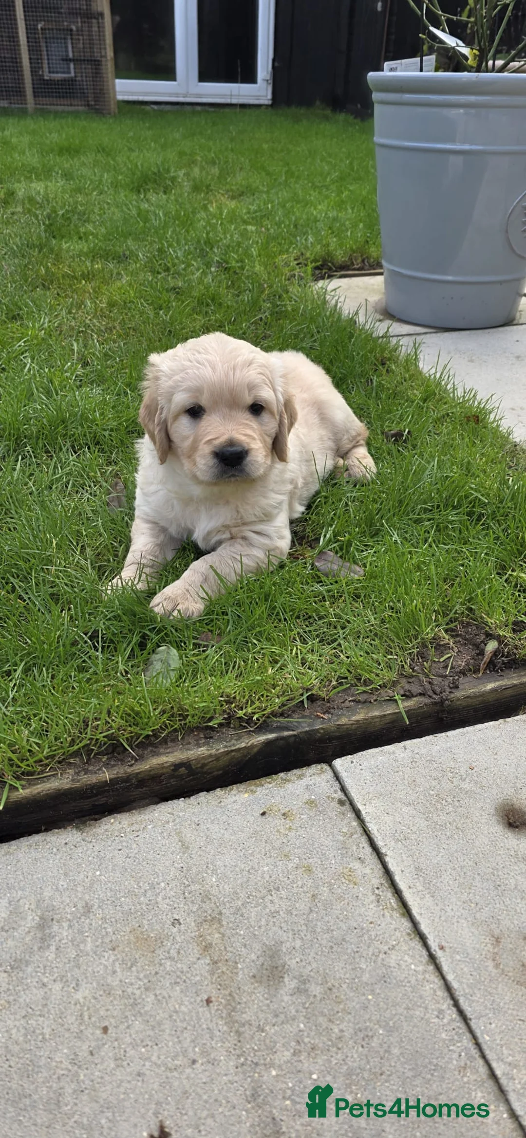 Golden Retriever dogs for stud: Enzo KC registered Stud dog  - Advert 16