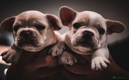 French Bulldog dogs for sale: 2 Male and 2 Female French Bulldogs - Image 16