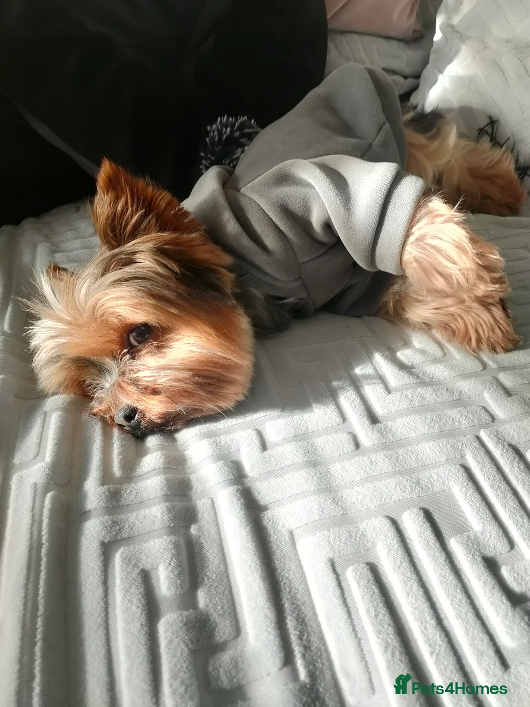 Yorkshire Terrier dogs for stud: Dog for stud  in Retford - Advert 12
