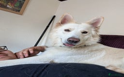 Mixed Breed dogs for sale: Two white shepherds both 18 months - Image 6