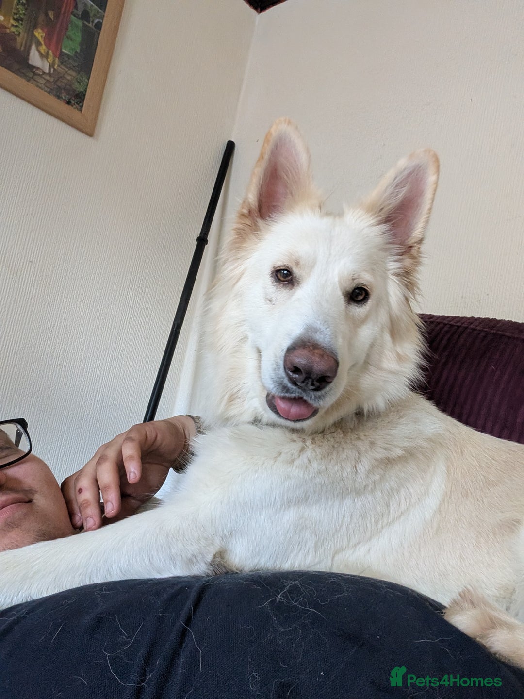 Mixed Breed dogs for sale: Two white shepherds both 18 months - Image 6