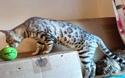 Domestic Shorthair cats for sale: Bengals  - Image 13