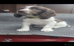 English Springer Spaniel dogs for sale: Cracking springer spaniel puppies  - Advert 4