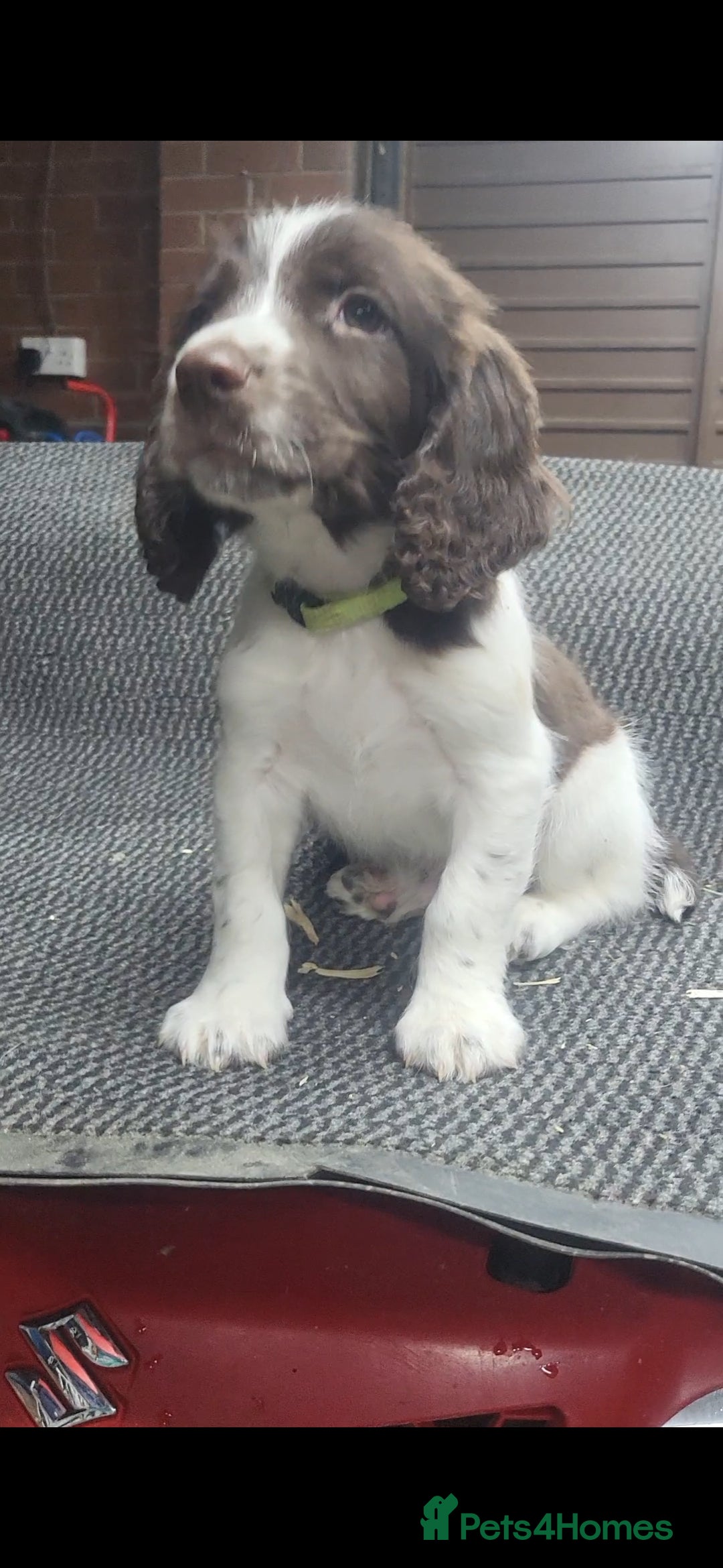 English Springer Spaniel dogs for sale: Cracking springer spaniel puppies  - Advert 4