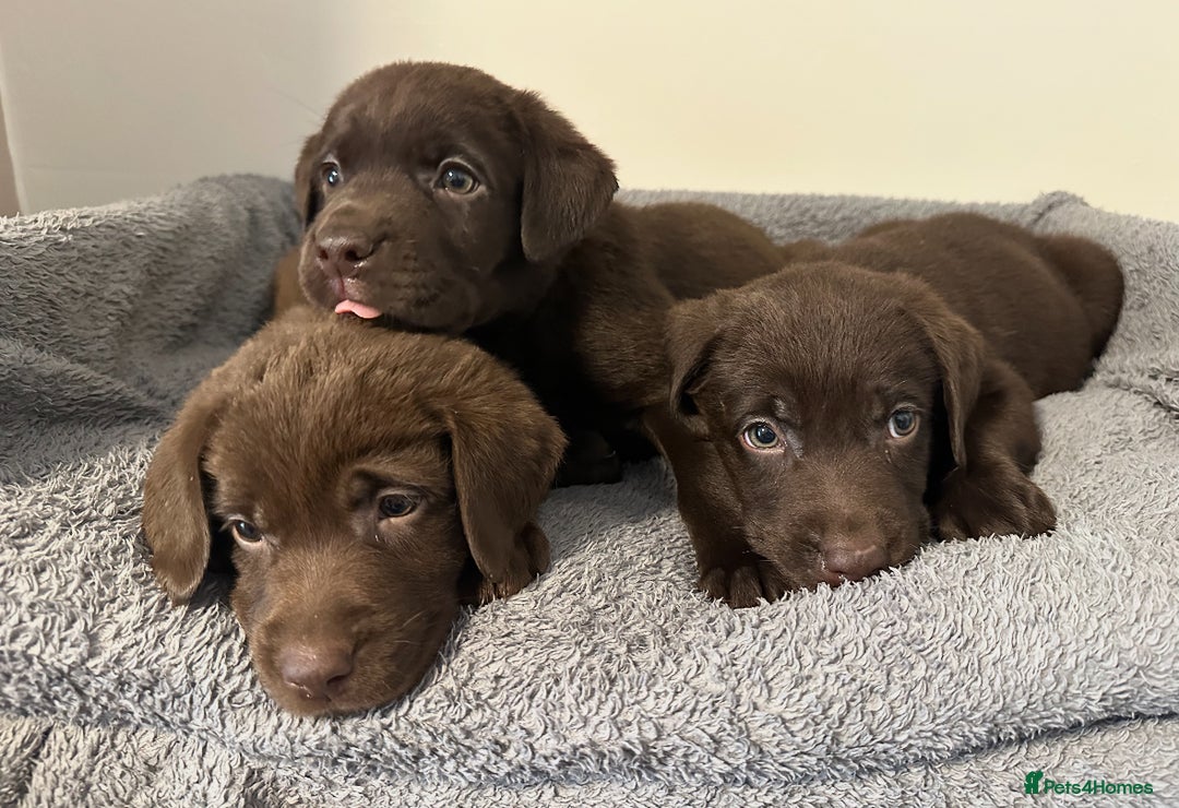 Labrador Retriever dogs for sale: Chunky Chocolate Labrador Puppies  - Image 1