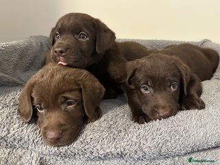 Labrador Retriever dogs - Advert 5