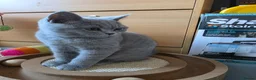 British Shorthair cats for sale: Only 1 burgundy boy left - Advert 6