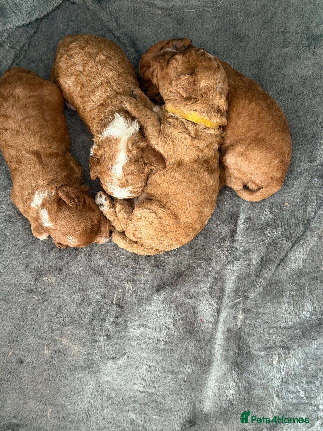 Cavapoo dogs for sale: *Only 1 left *beautiful Cavapoo puppies  - Advert 12