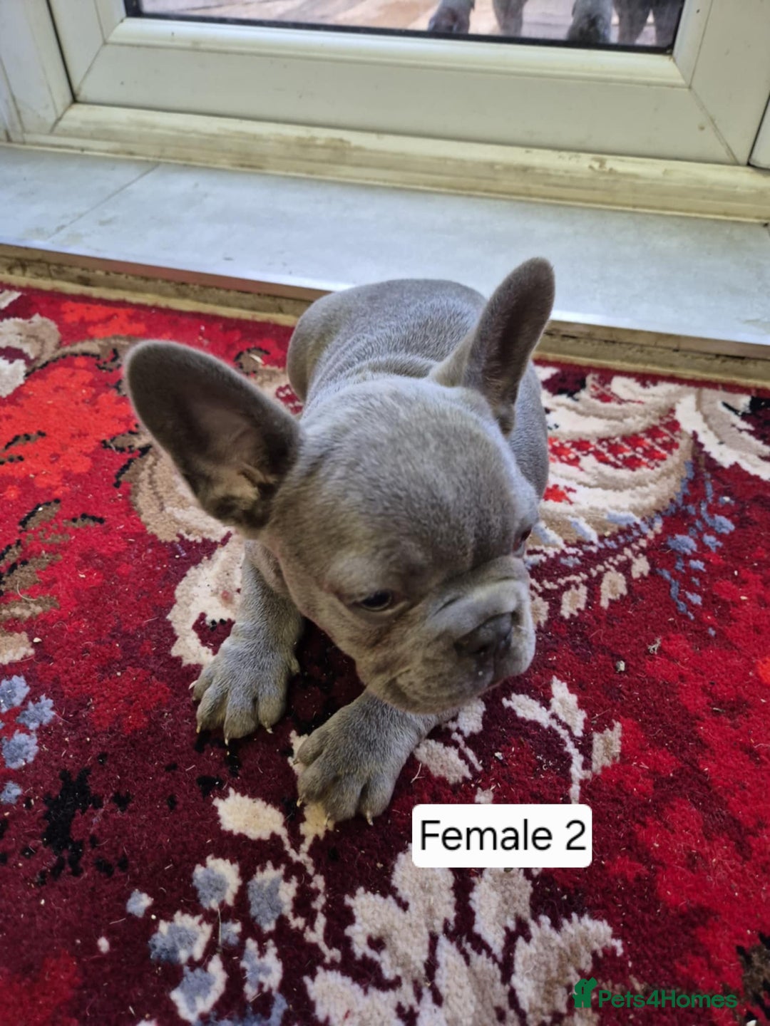French Bulldog dogs for sale: French Bulldog Puppies  - Image 33