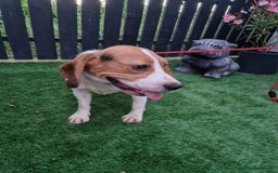 Beagle dogs for adoption: BOLEK - a lovely young boy, for a Loving Home - Advert 2