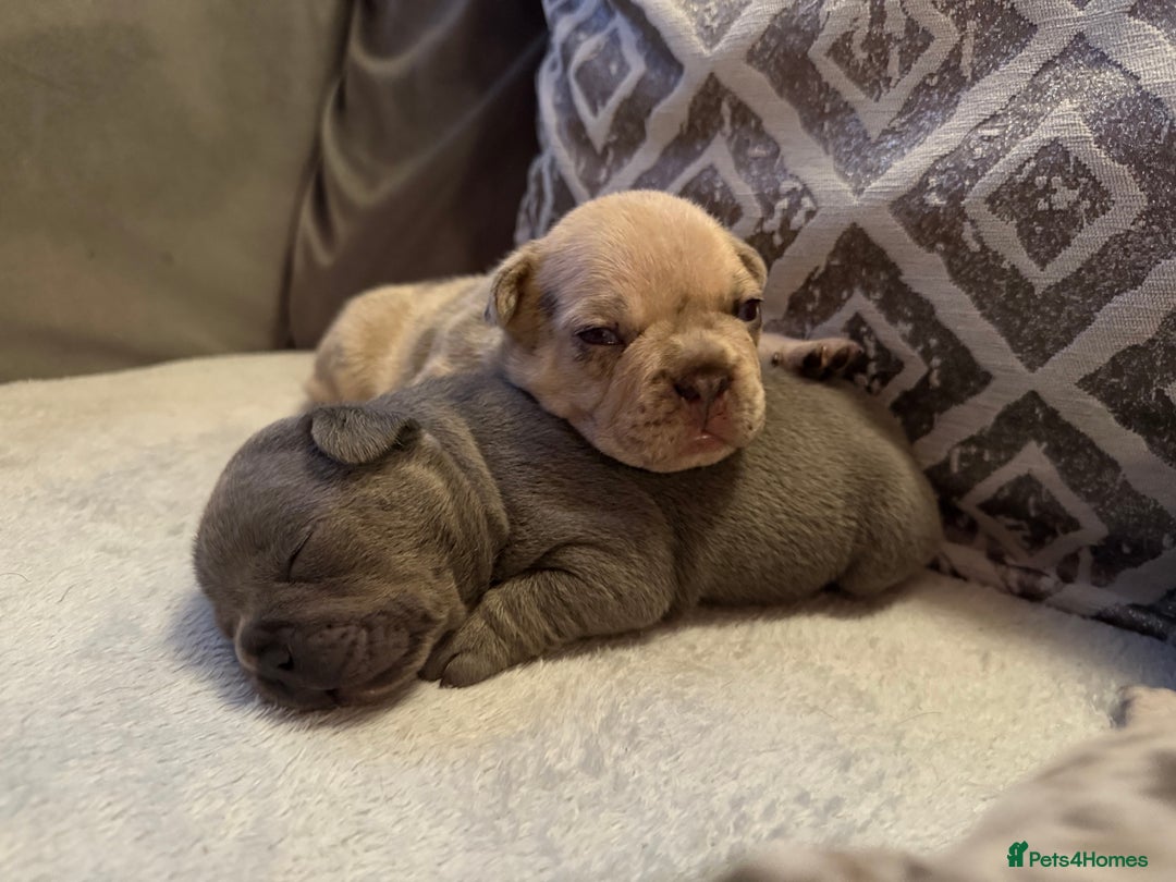 French Bulldog dogs for sale: French Bulldog Puppies - Image 2