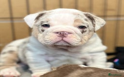 English Bulldog dogs for sale: QC puppies  - Image 13