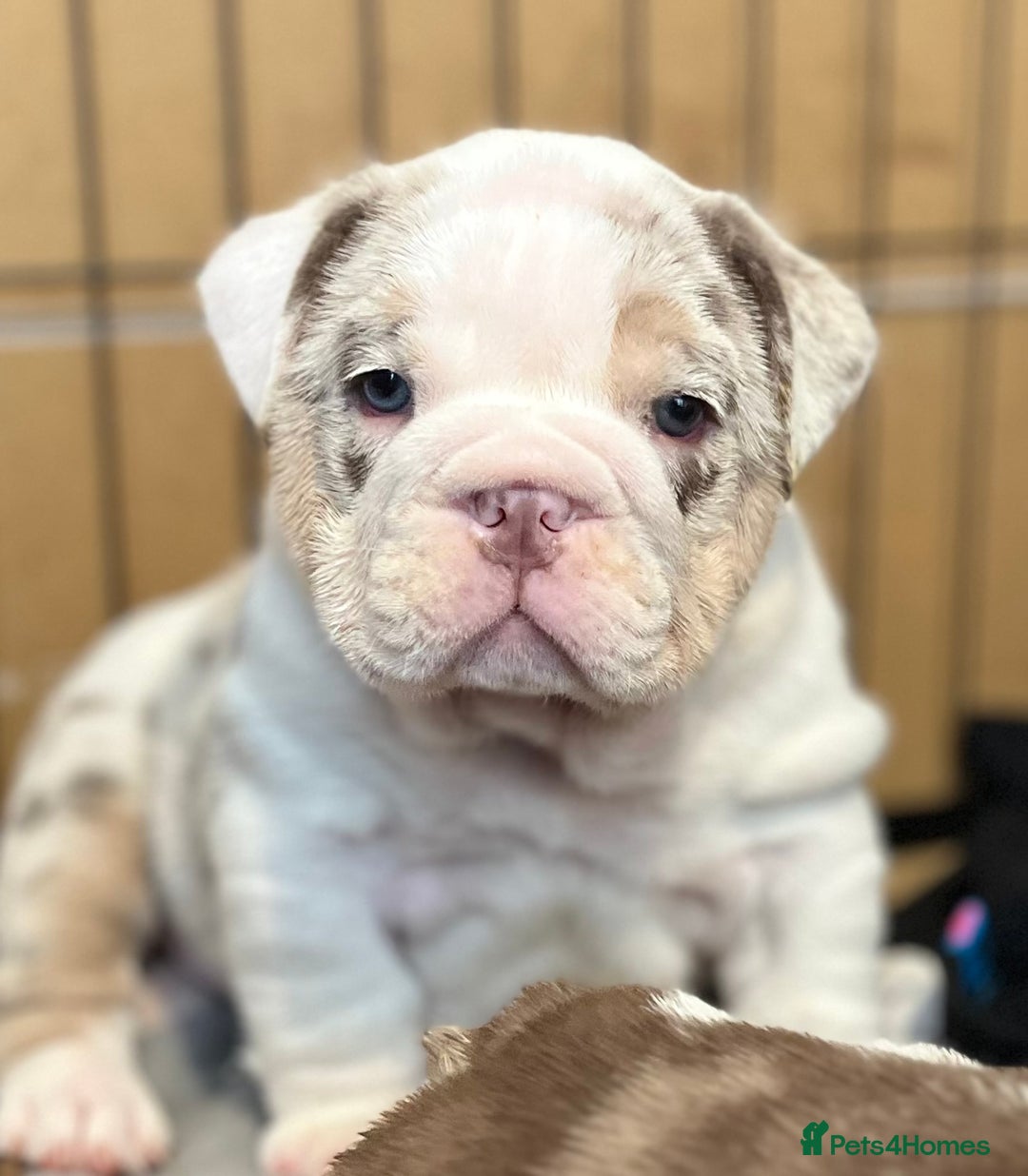 English Bulldog dogs for sale: QC puppies  - Image 13