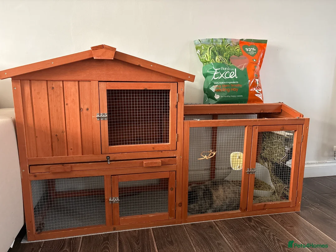 Mini Lop rabbits for sale: Mini lop for free  in Wellingborough - Advert 2