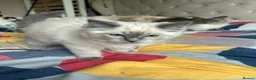 Ragdoll cats for sale: 4 pure Ragdoll kittens✨FREE ESSENTIAL STARTER PACK - Advert 19