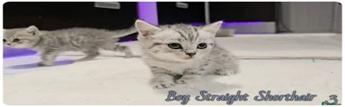 Scottish Fold Kitten 2