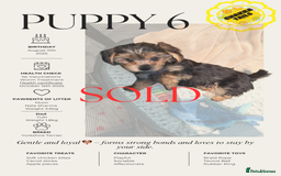 Yorkshire Terrier dogs for sale: 3 Male Yorkshire terriers left  - Image 10