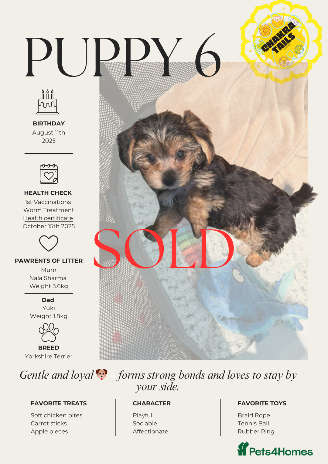 Yorkshire Terrier dogs for sale: 3 Male Yorkshire terriers left  - Image 10