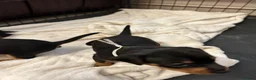 Miniature Pinscher dogs for sale: 4 Black and Tan miniature pinscher  - Advert 5
