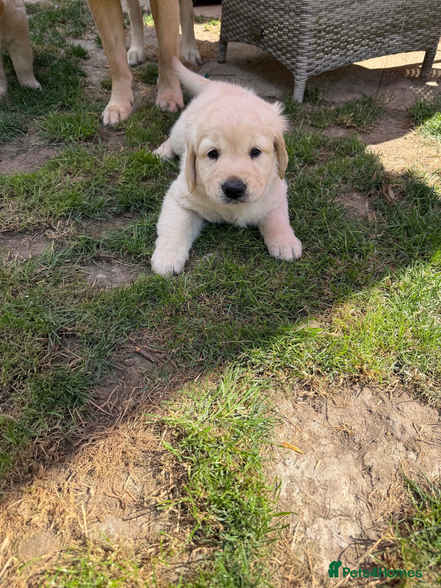 Golden Retriever dogs Golden retriever puppies - Advert 2