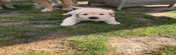 Golden Retriever dogs for sale: Golden retriever puppies - Advert 2