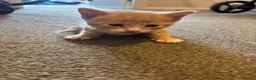 Mixed Breed cats for sale: Ginger male kitten ready to go  - Advert 8