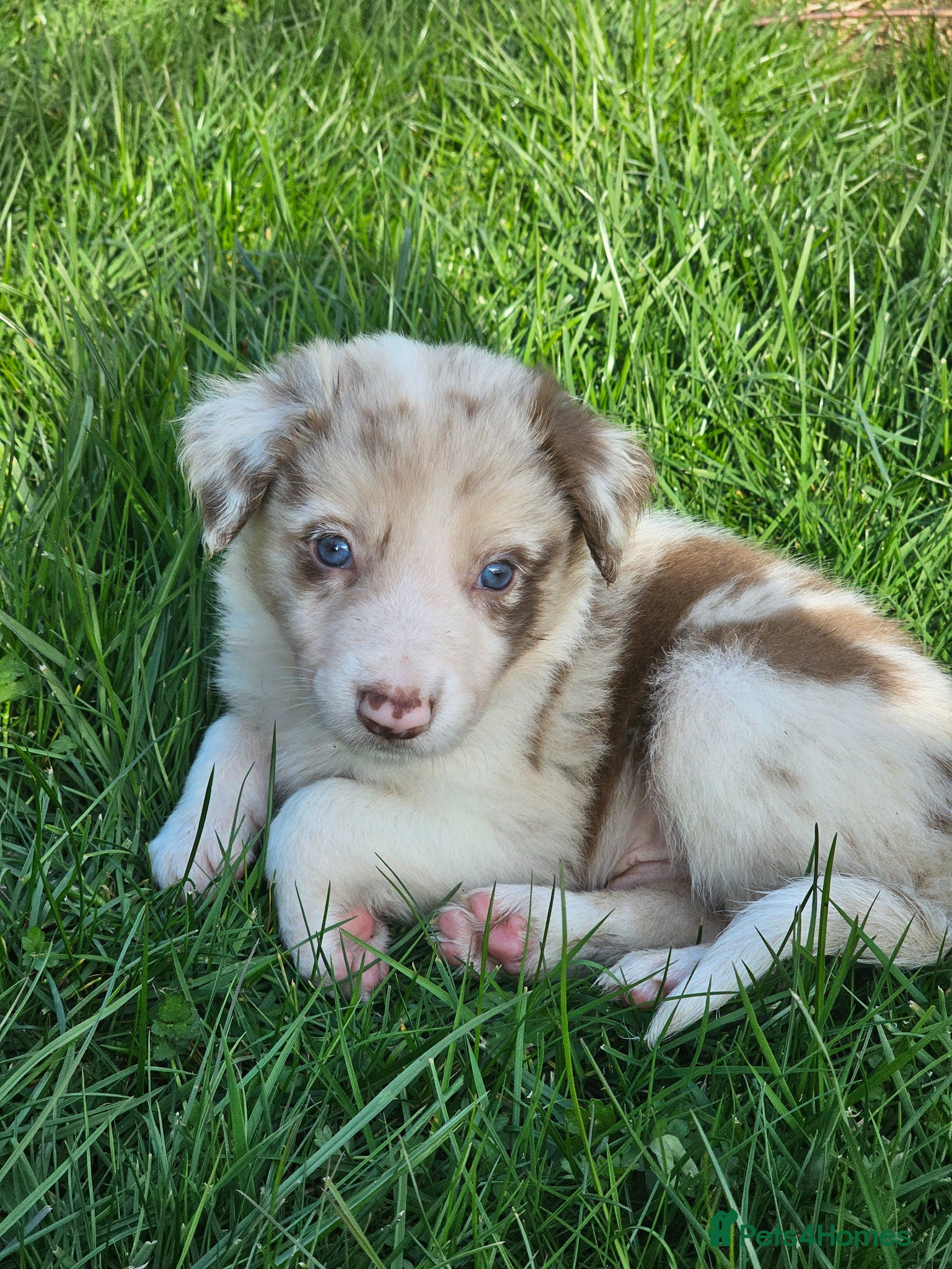 Border Collie dogs Red Merle and Red/white border collie pups - Advert 1