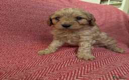Cavapoo dogs for sale: Gorgeous F1 Cavapoo pups (1 male 1 female left)   - Image 12