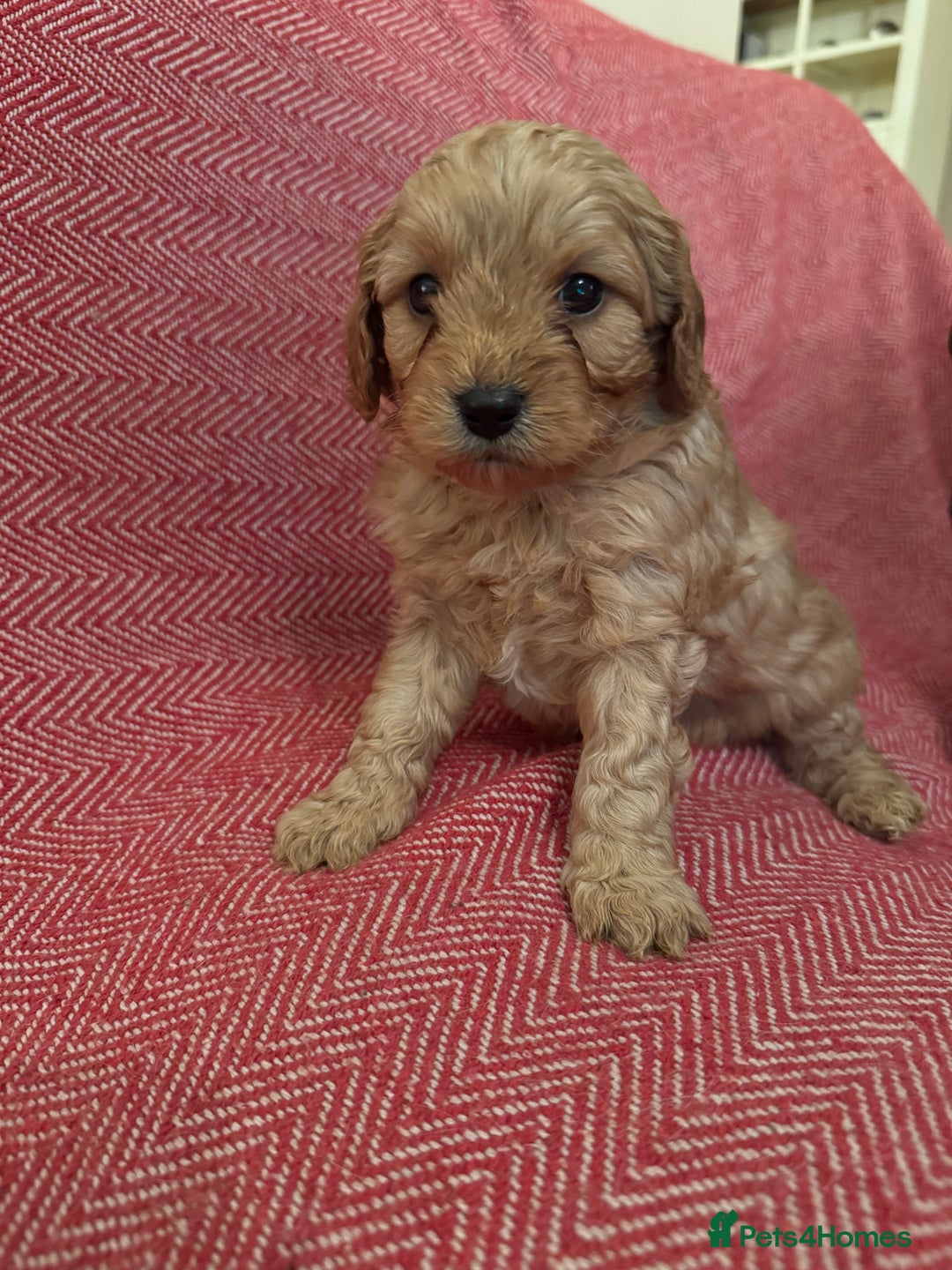Cavapoo dogs for sale: Gorgeous F1 Cavapoo pups (1 male 1 female left)   - Image 12