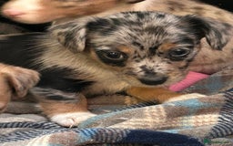 Jack Russell dogs for sale: Beautiful Mini Jack Russell Puppies  - Image 22