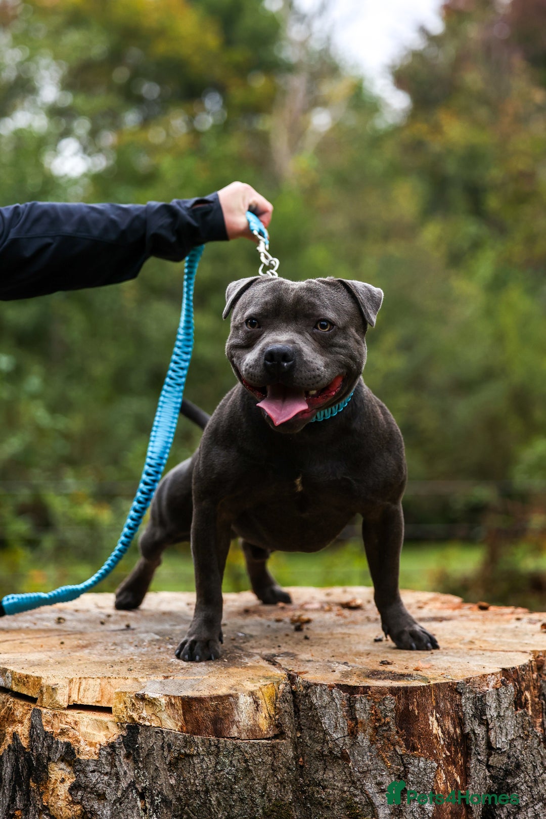 Staffordshire Bull Terrier dogs for stud: PROVEN Staffordshire bull terrier stud  - Advert 5