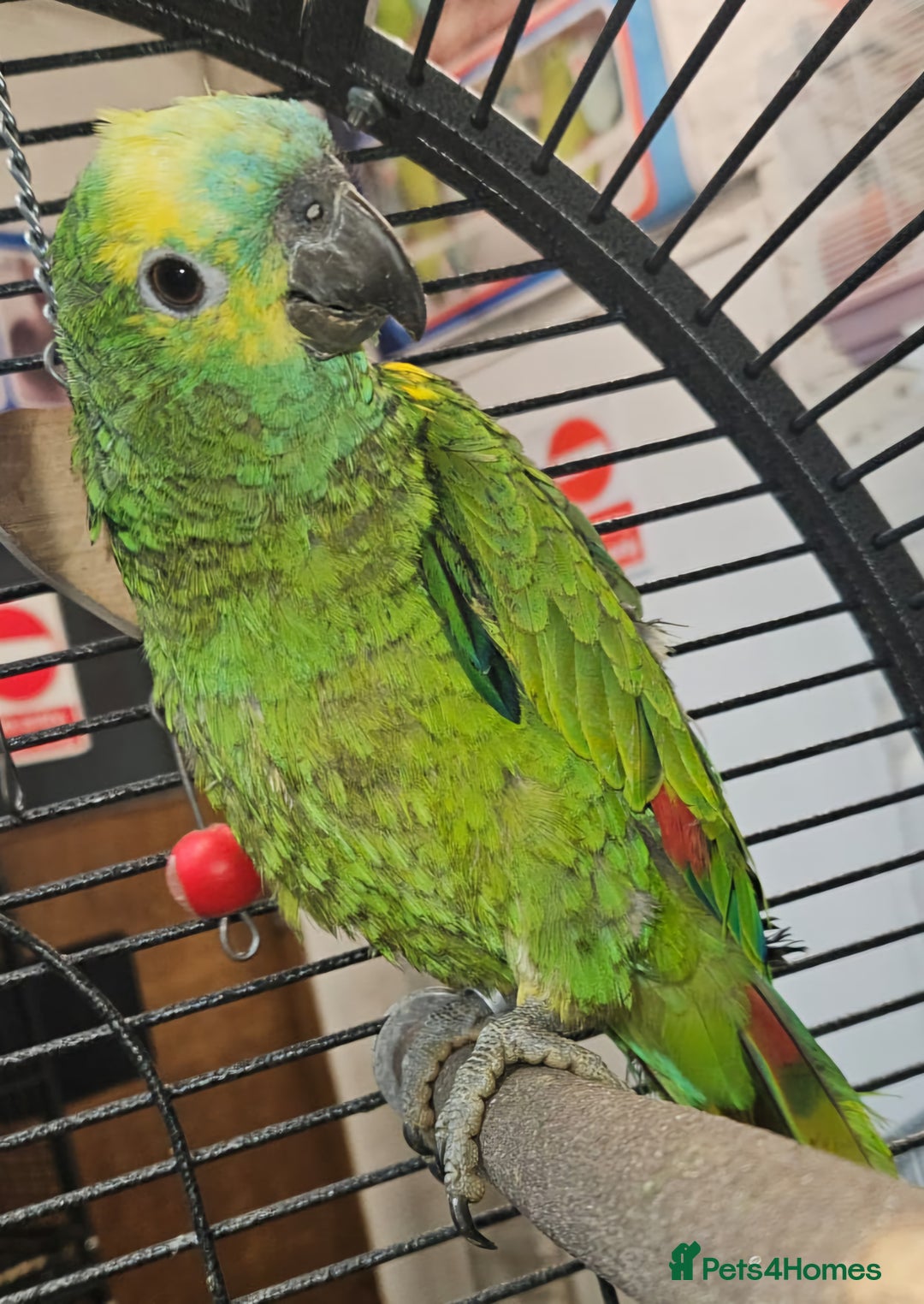 Parrots birds for sale: Stunning Parakeets/PARROTS - Advert 5