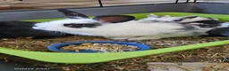 Mixed Breed rabbits for sale: They are mix Rex and Dutch  - Advert 5