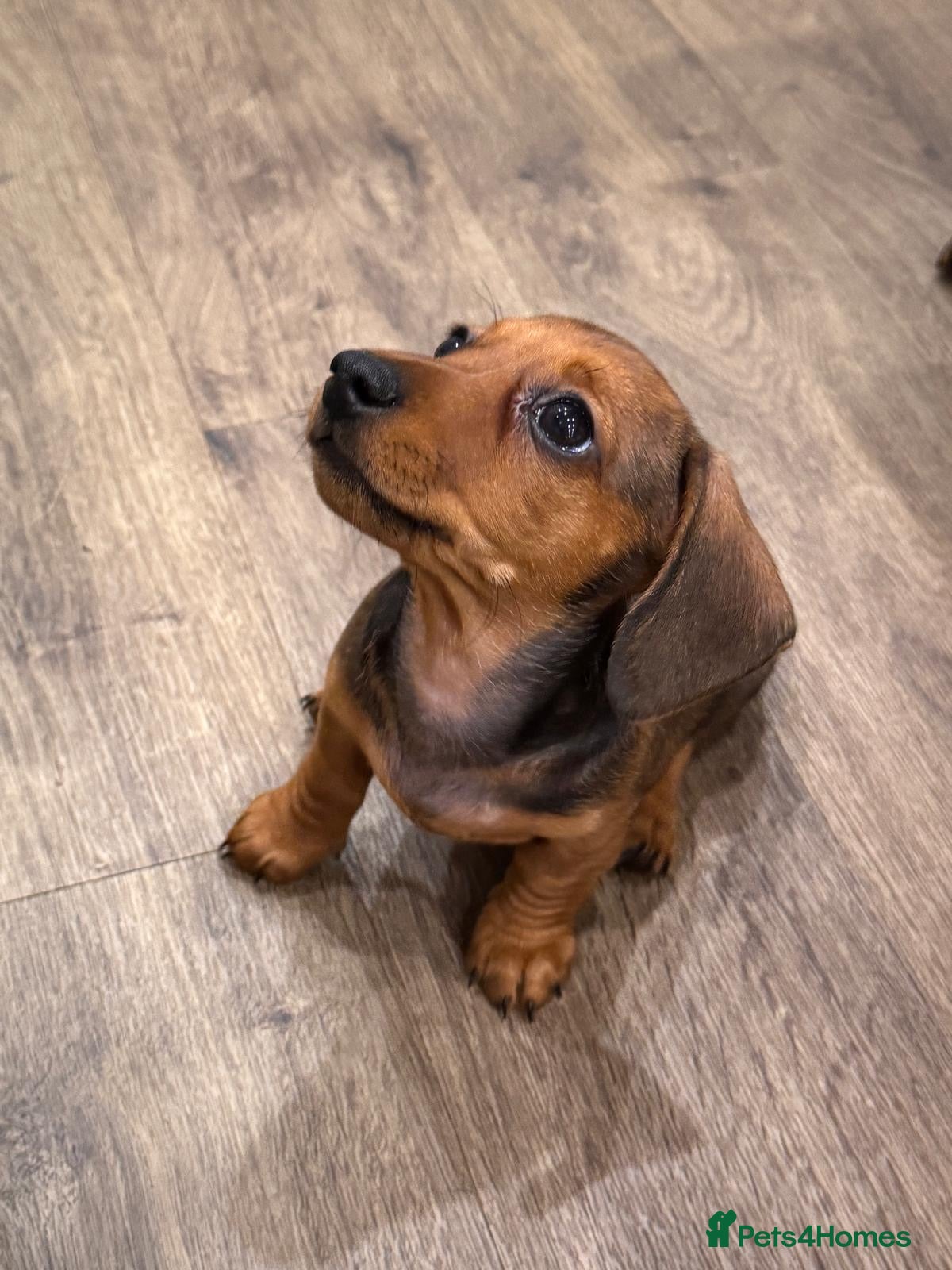 Miniature Dachshund dogs Miniature dachshund  - Advert 4