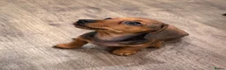 Miniature Dachshund dogs for sale: Miniature dachshund  - Advert 1
