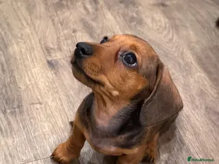 Miniature Dachshund dogs Miniature dachshund - Advert 4