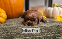 Cavapoo dogs for sale: **1 Left** F1 Health tested Cavapoo's - Image 4