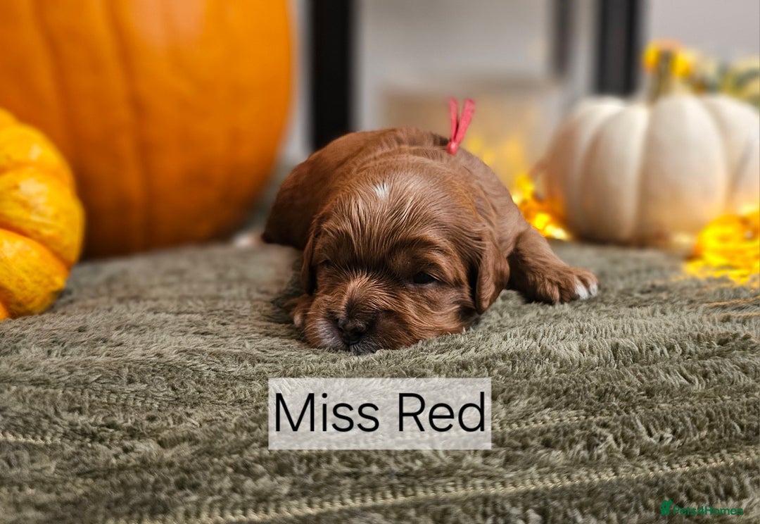 Cavapoo dogs for sale: **1 Left** F1 Health tested Cavapoo's - Image 4
