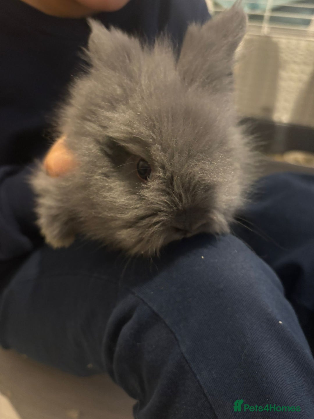 Lionhead rabbits for sale: Lionhead  - Advert 6