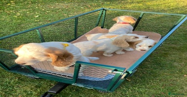 Cocker Spaniel dogs - Advert 4